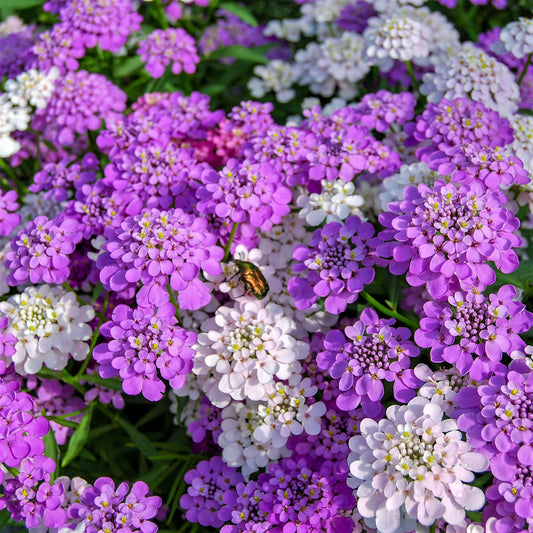Mixed Colors candytuft