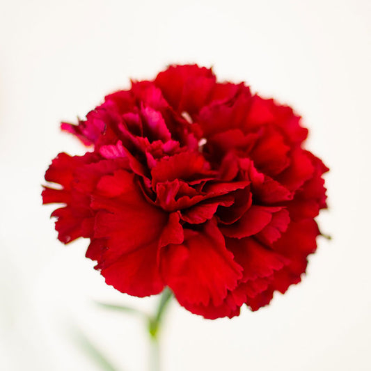 Carnation Seeds Flower Garden - Cancan Scarlet - 10 Seed Packet - Annual - Buy Dianthus Caryophyllus Gardening Seeds Online