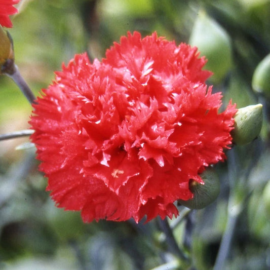 Carnation Seeds Flower Garden - Cancan Scarlet - 10 Seed Packet - Annual - Buy Dianthus Caryophyllus Gardening Seeds Online