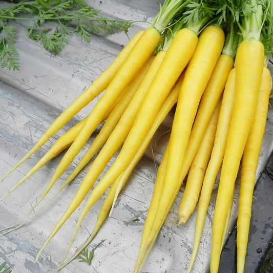 purple carrot seeds