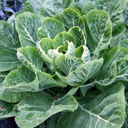 Organic Collard Greens Seeds, Appr. 125, Georgia Collard Greens, Heirloom Vegetable Seeds, Certified Organic, Non GMO, Non Hybrid, USA