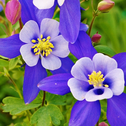 Wild Blue Iris Seeds