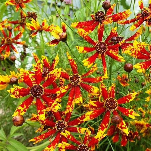 Coreopsis 'Incredible! Sea Shells Mix' — C Booth & Son