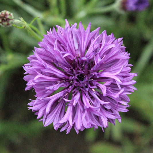 Charming Tall Pink Bachelor Button Seeds (Centaurea Cyanus) Available at  Todd's Seeds