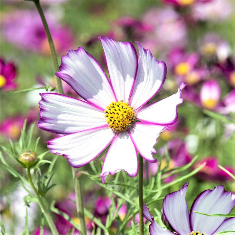Cosmos Seeds - Picotee | Flower Seeds in Packets & Bulk | Eden Brothers