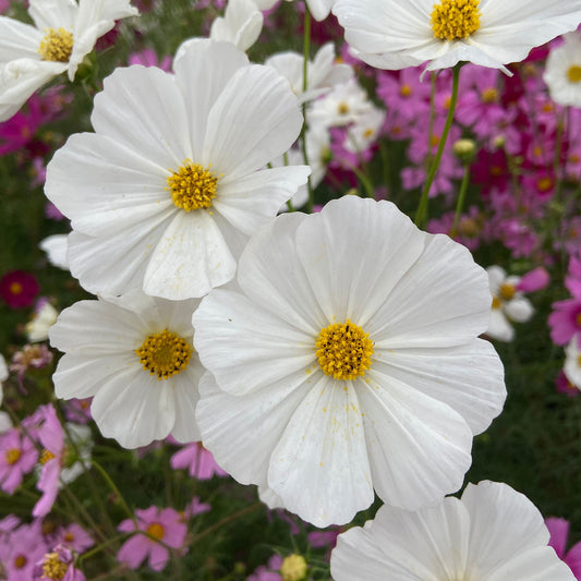 Cosmos Seeds - Picotee | Flower Seeds in Packets & Bulk | Eden Brothers