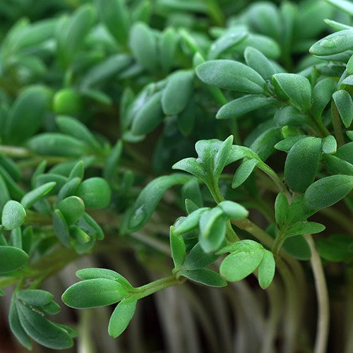 Cress Seeds - Organic Varieties