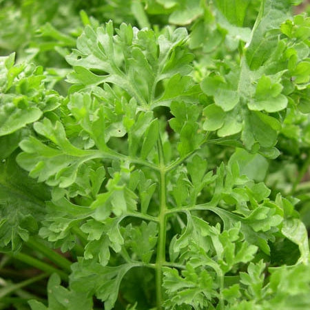 Upland Cress (40 Days) – Pinetree Garden Seeds