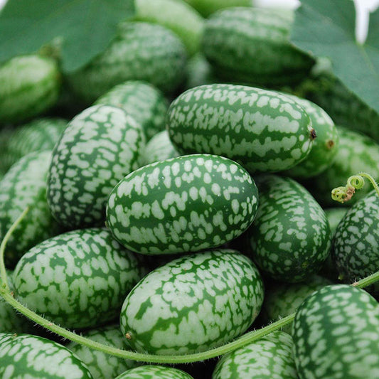 Slicing Cucumber Seeds - Organic Varieties