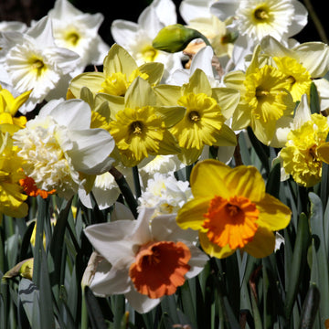 Daffodil Bulbs | Shop 45 Varieties | Eden Brothers