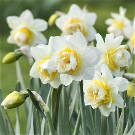 Double Daffodil Bulbs - White Lion | Fall Flower Bulbs | Eden Brothers