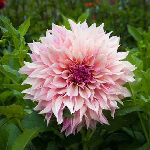 Dahlia Bulbs (Dinnerplate) - Cafe Au Lait Royal | Dahlia Tubers | Eden ...