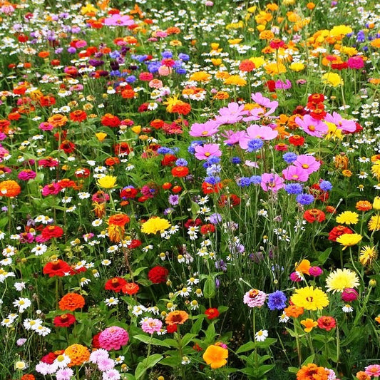 OwnGrown Bee Kind Wildflower Seeds Mix: 10,000 Bee Flower Seeds for  Planting – 100-200 sq.ft – Garden Flower Seeds 
