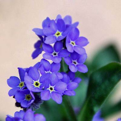 Survival Garden Seeds - 3 Packets of Forget Me Not Seed - Non-GMO Heirloom Full Sun Perennial Flower