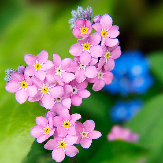 200 Forget Me Not Seeds-myosotis Sylvatica Seeds-blue Forget Me  Not-b648-easy to Grow Excellent Perennial -  Israel