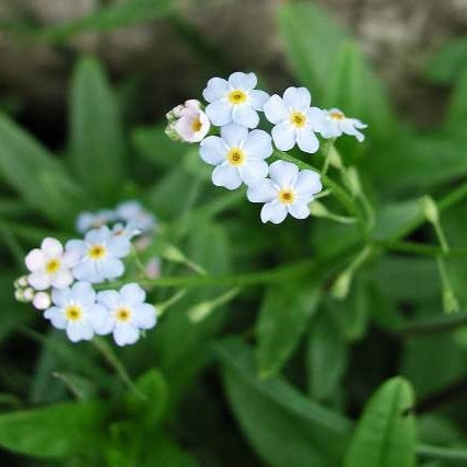 100 Mixed FORGET ME NOT Pink Blue White Mix Myosotis Alpestris