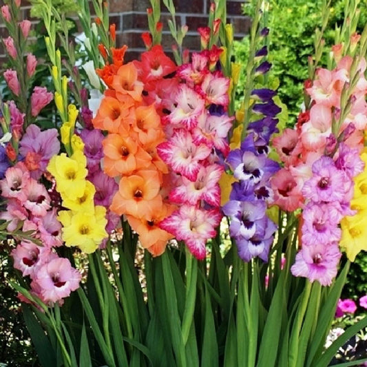 Gladiolus Bulbs | Shop 19 Varieties | Eden