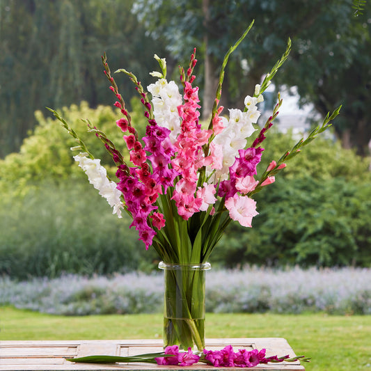 Gladiolus Bulbs - Mon Amour, Spring Flower Bulbs