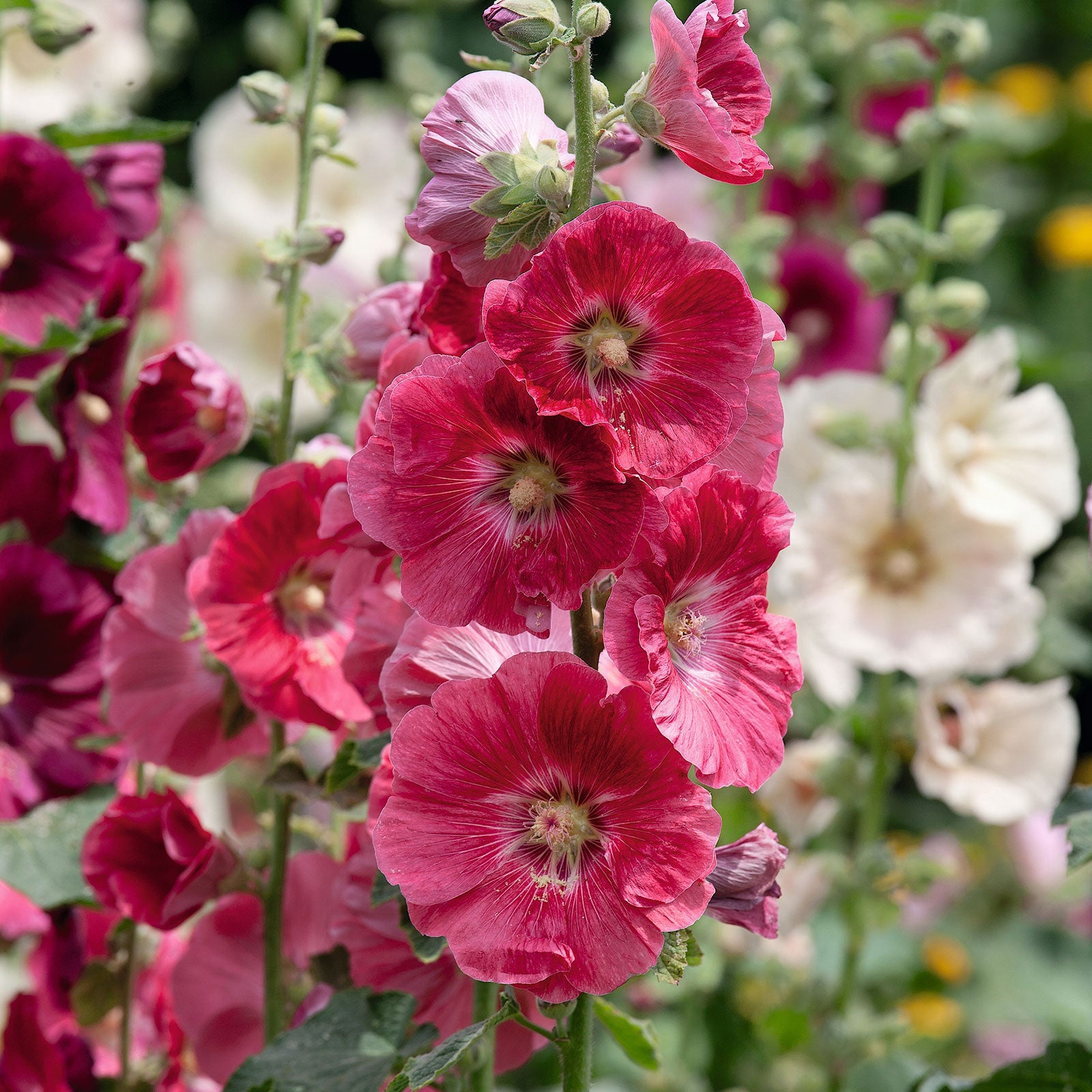 Hollyhock Seeds Indian Spring Mix Flower Seeds in Packets & Bulk