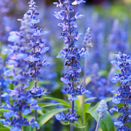 Lavender Seeds - Ellagance Purple - Packet, Herb Seeds, Eden Brothers