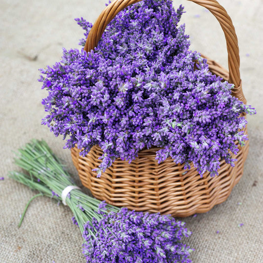 Lavandula officinalis - Lavanda común - 500 semillas - Seeds - Graines -  Semi