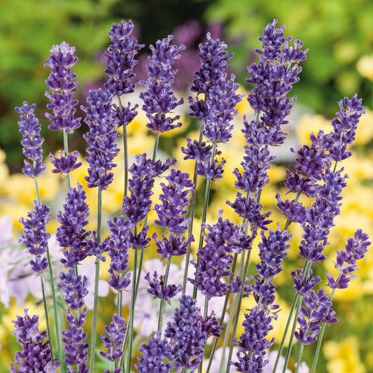 Lavender Seeds - Ounce, Herb Seeds, Eden Brothers