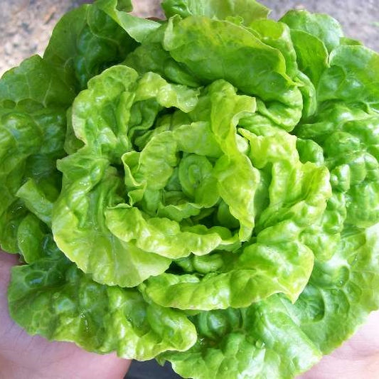 Little Gem Lettuce Mix Organic Seeds – Hudson Valley Seed Company