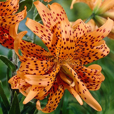 Buy Splendens Orange Tiger Lily Plants, Free Shipping, Wilson Bros  Gardens