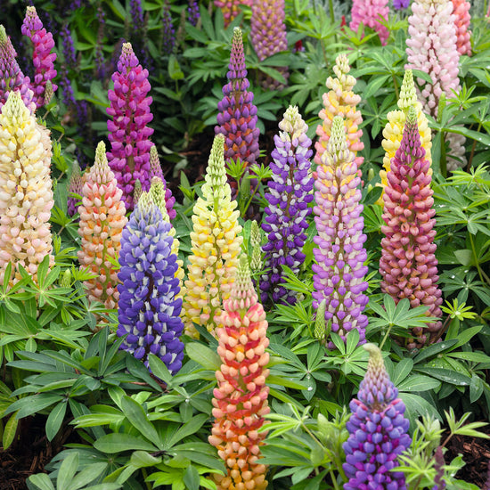 Russell Lupine Seeds | Flower Seeds in Packets & Bulk | Eden Brothers