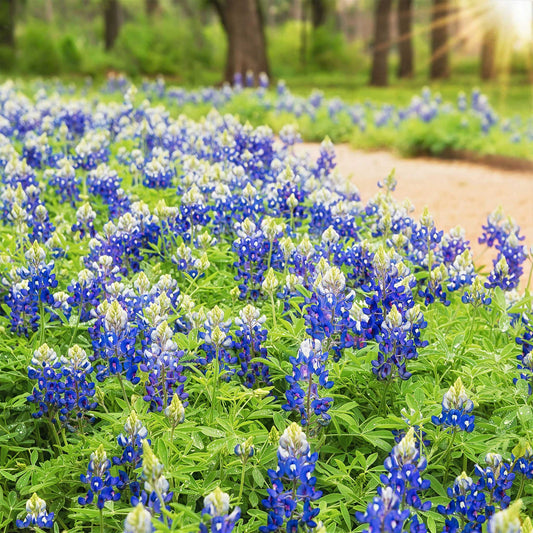 lupine seeds