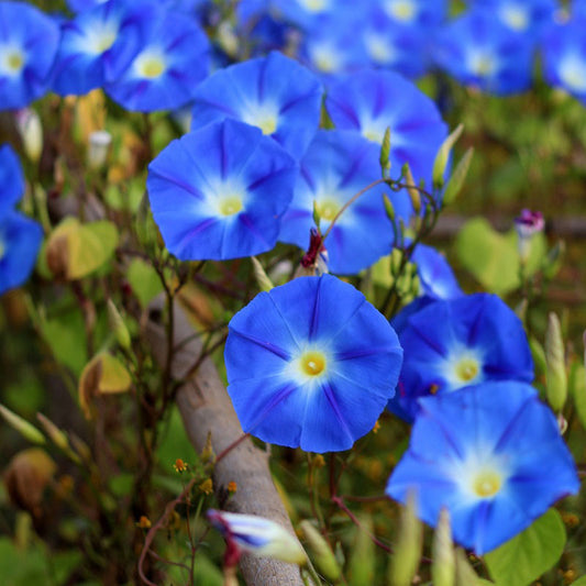 morning glory trellis