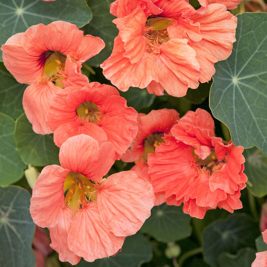 Nasturtium Seeds, Tip Top Pink Blush