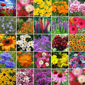 Flower & Wildflower Mixes | Shop 89 Varieties | Eden Brothers