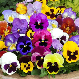 Pansy Seeds - Mix | Flower Seeds in Packets & Bulk | Eden Brothers