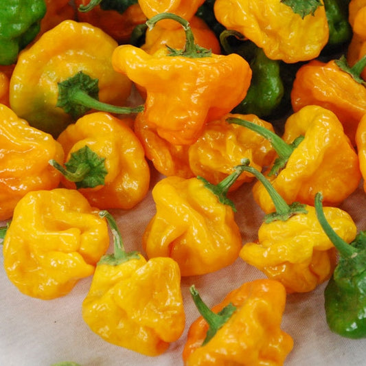 Hot Pepper Seeds - Hungarian Yellow Hot Wax