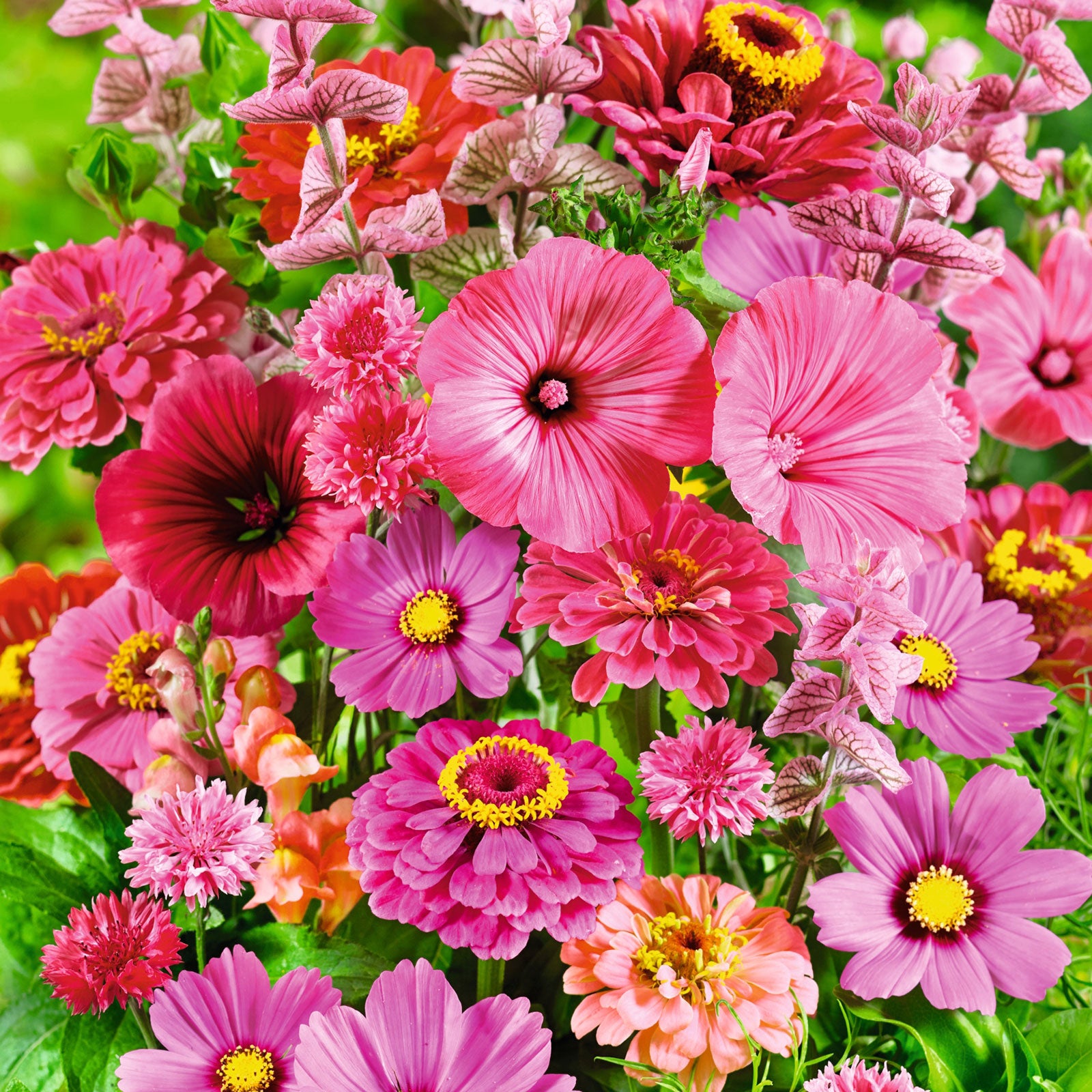 Pink Perfection Flower Seed Mix | Flower Seeds | Eden Brothers