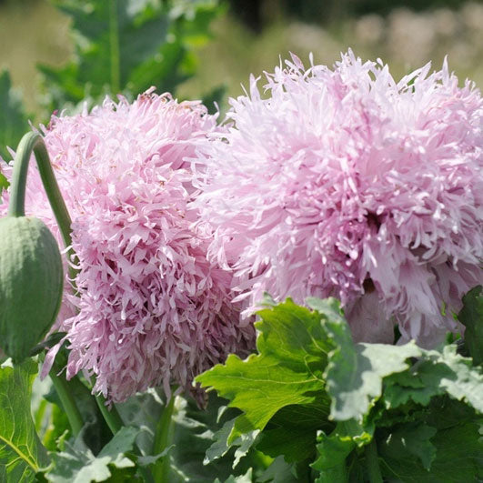 Poppy - Peony Mix