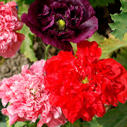 Flower 4-Pack Peony, poppy, rose, sakura