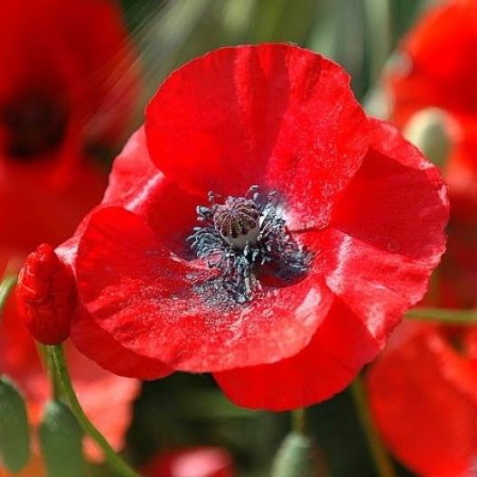 Carnation Seeds - Etincellant - Packet, Red, Flower Seeds, Eden Brothers