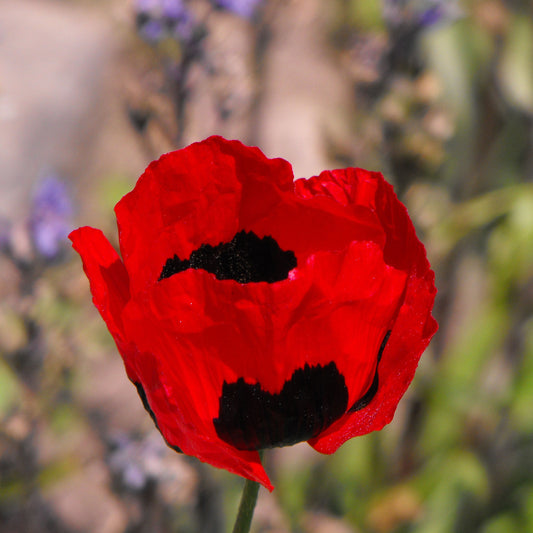 Peony Seeds 200+ Mixed Color Peony Poppy Seeds Black, Purple, Pink Poppy Peony Seeds - Giant Double Flower Seeds