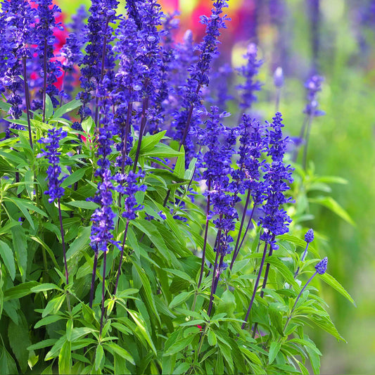 Buy hardy salvias: Delivery by Crocus