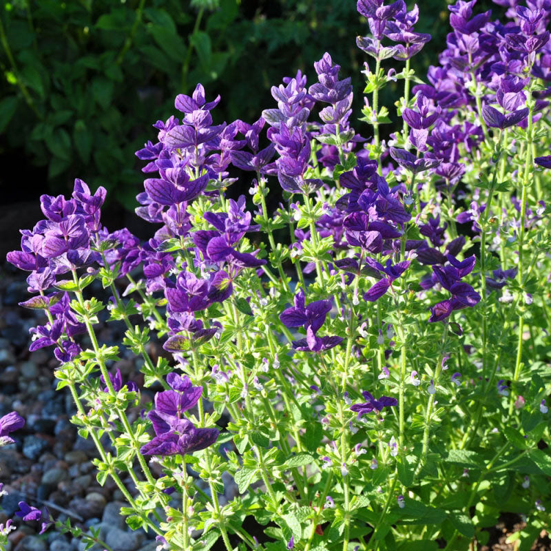 Clary Sage Seeds Blue Monday Flower Seeds In Packets And Bulk Eden Brothers