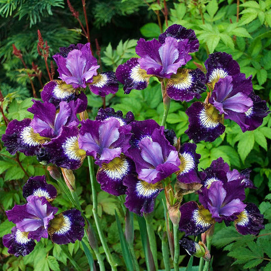 Siberian Iris - Purple, Flower Bulbs