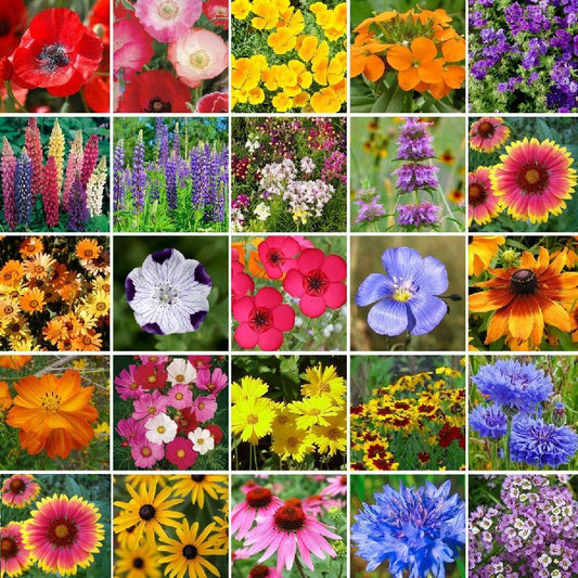 25 Colorful Wildflowers - Mixture Selected For Your Zone $44.99