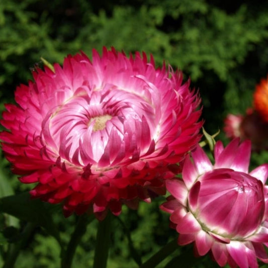 https://cdn.shopify.com/s/files/1/0620/2749/7724/products/strawflower-bright-rose-1_533x.jpg?v=1653494081