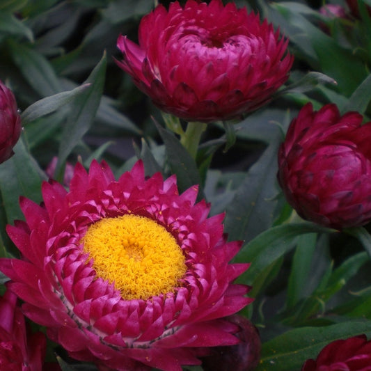 STRAWFLOWER - DWARF MIX HELICHRYSUM – Pinetree Garden Seeds