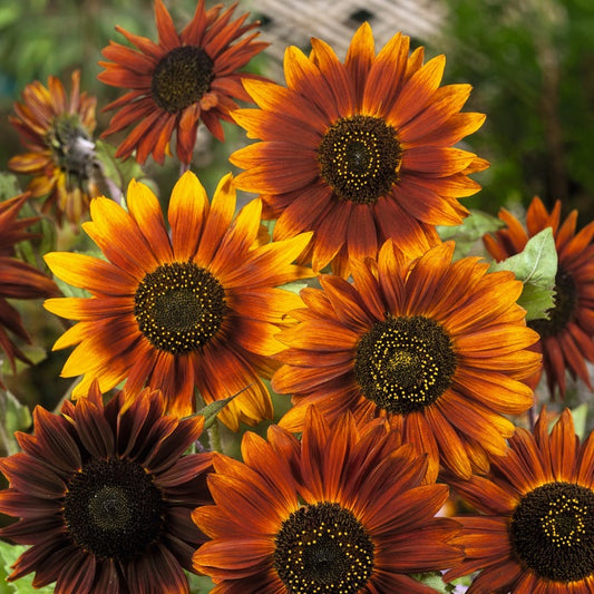 Sunflower Seeds (Dwarf) - Yellow Pygmy - Ounce, Eden Brothers