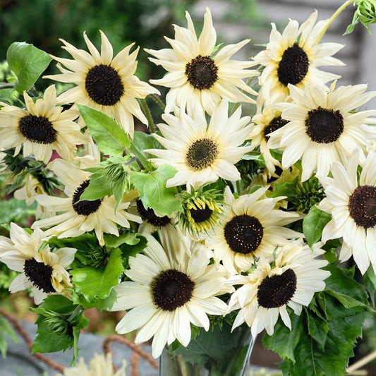 Sunflower Seeds (Dwarf) - Yellow Pygmy - Ounce, Eden Brothers