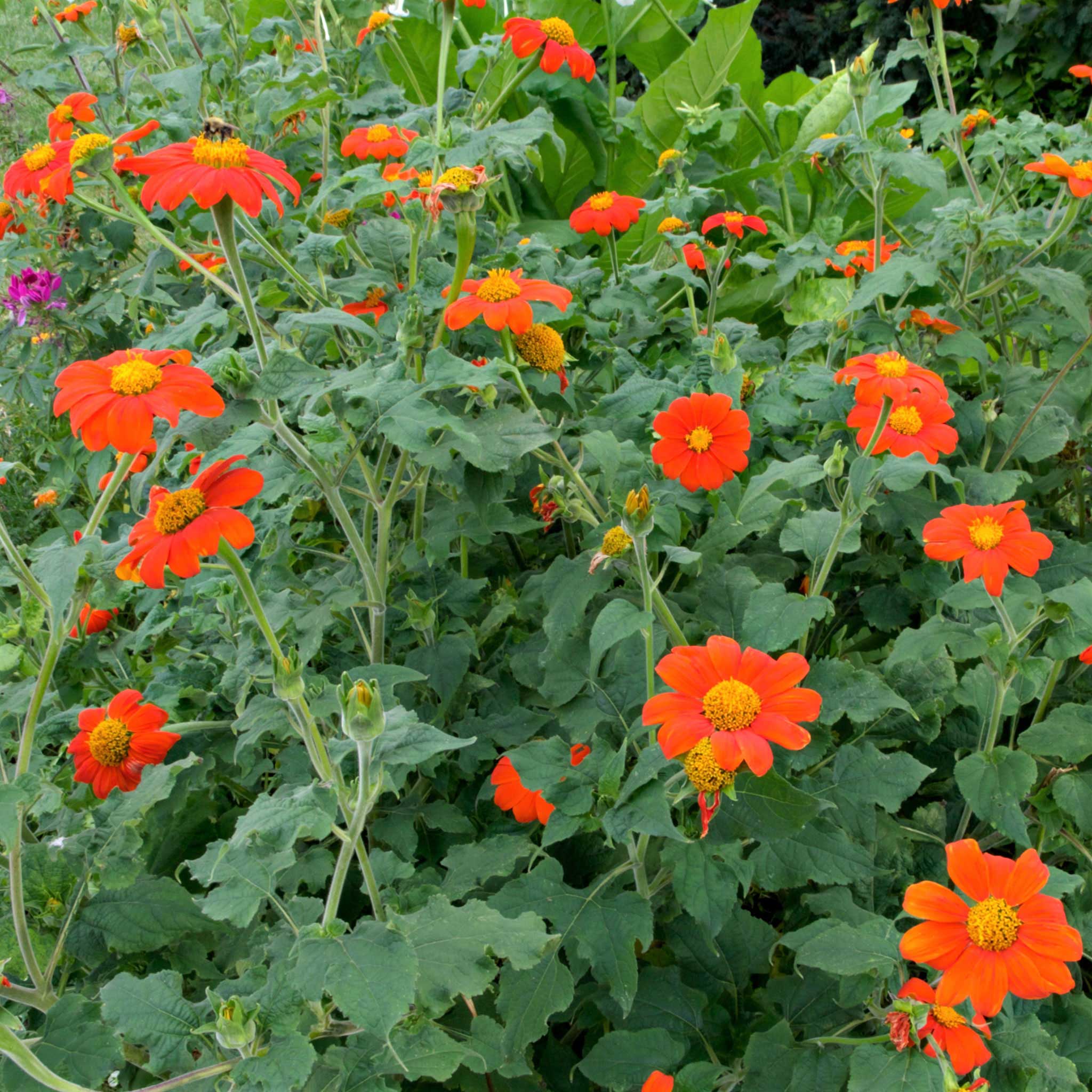 Image of Mexican sunflower and Autumn Sage