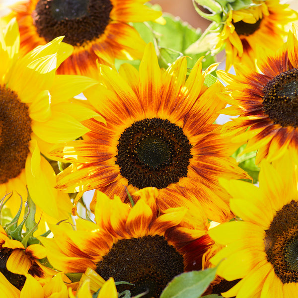 Sunflower Seeds - Ring of Fire | Flower Seeds in Packets & Bulk | Eden ...